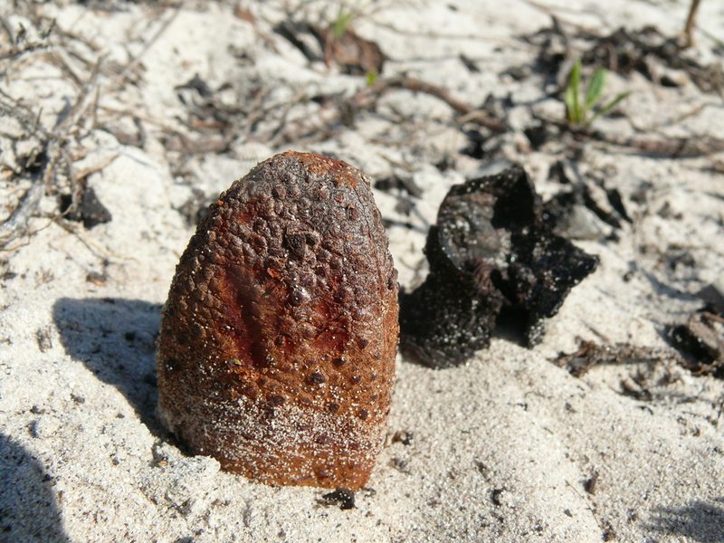 Hydnora africana, photographed by Tony Rebelo