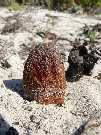 Hydnora africana, photographed by Tony Rebelo