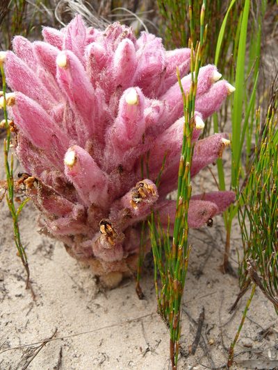 Hyobanche thinophila, photographed by Tony Rebelo
