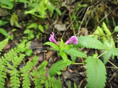 Pedicularis resupinata, photographed by Valentin Kosterin