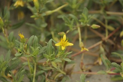 Pectis multiflosculosa, photographed by Ruth Gutiérrez Oliveros