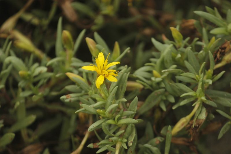 Pectis multiflosculosa, photographed by Ruth Gutiérrez Oliveros