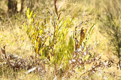 Acrostichum speciosum, photographed by Greg Tasney