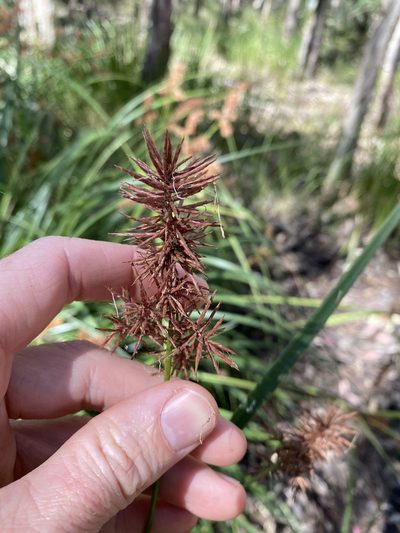 Cyperus lucidus, photographed by Greg Tasney