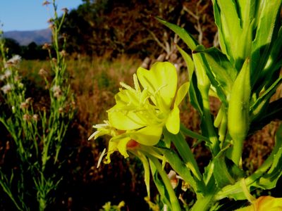 Oenothera jamesii, photographed by Tony Rebelo