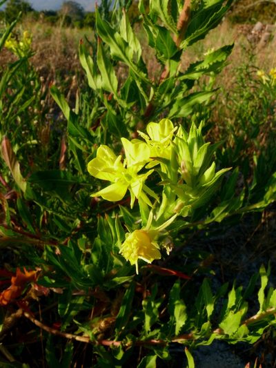 Oenothera jamesii, photographed by Tony Rebelo