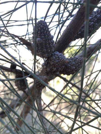 Allocasuarina muelleriana, photographed by Connor Margetts
