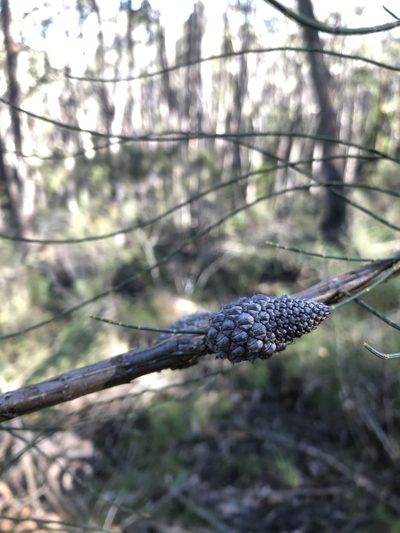 Allocasuarina muelleriana, photographed by Connor Margetts