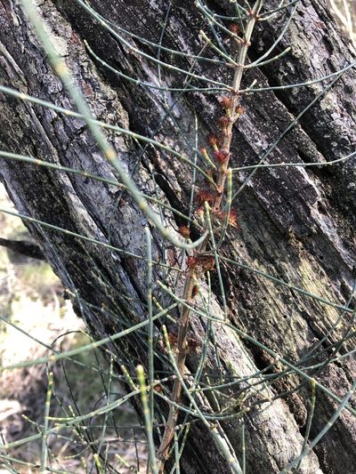 Allocasuarina muelleriana, photographed by Connor Margetts