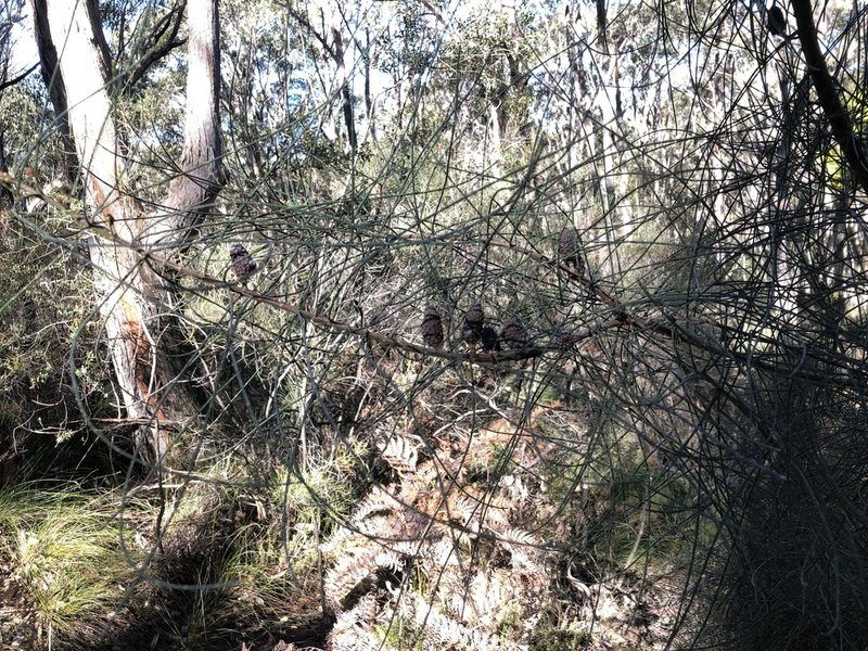 Allocasuarina muelleriana, photographed by Connor Margetts