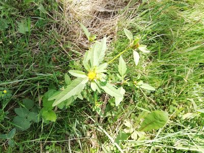 Bidens tripartita, photographed by Татьяна Максимова