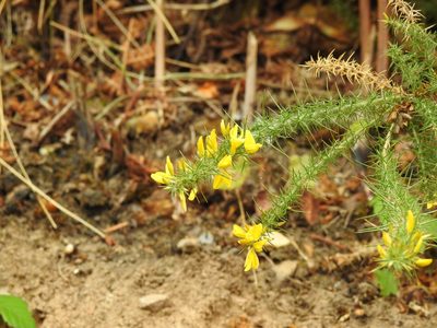 Ulex minor, photographed by Duarte Frade