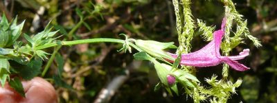 Stachys thunbergii, photographed by Tony Rebelo