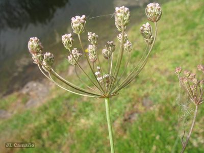 Trocdaris verticillata, photographed by José Luis Camaño