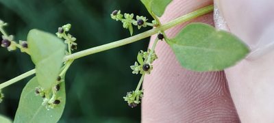 Lipandra polysperma, photographed by Yurii Basov