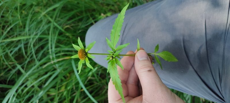 Bidens radiata, photographed by Yurii Basov