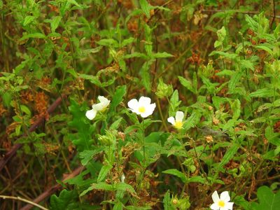 Cistus inflatus, photographed by Duarte Frade