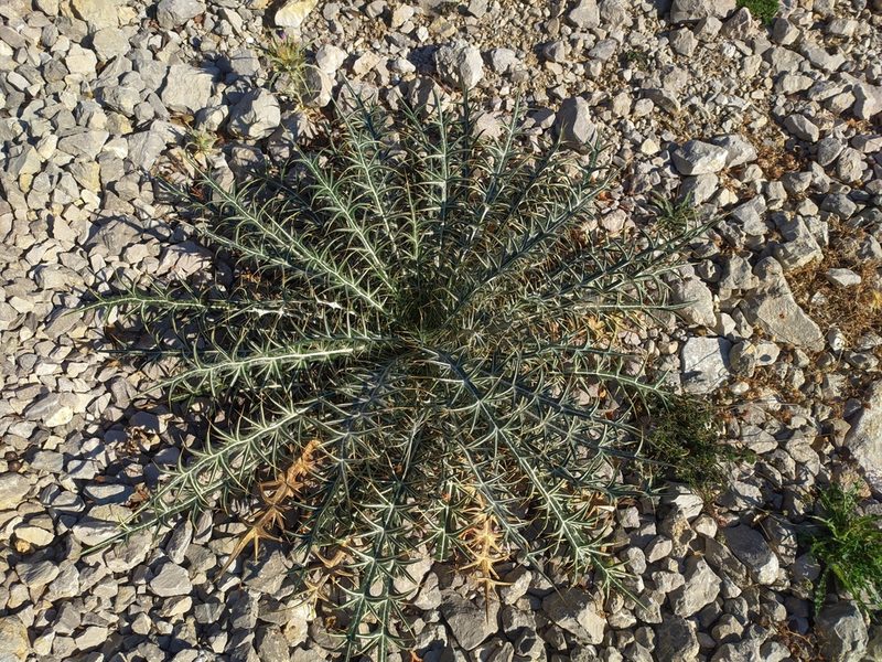 Ptilostemon afer, photographed by George Papademetriou
