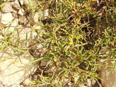 Genista tridentata, photographed by Duarte Frade