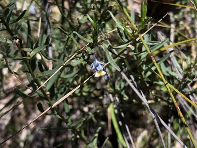 Pigea floribunda, photographed by Connor Margetts