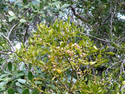 Viscum obscurum, photographed by Tony Rebelo