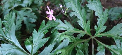 Geranium reuteri, photographed by Santiago Martín-Bravo