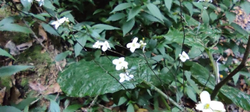 Crambe gigantea, photographed by Santiago Martín-Bravo