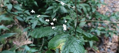 Crambe gigantea, photographed by Santiago Martín-Bravo