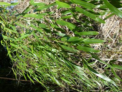 Phyllostachys aurea, photographed by botanygirl