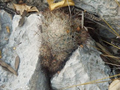 Mammillaria prolifera, photographed by amantedarmanin