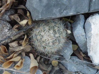 Mammillaria prolifera, photographed by amantedarmanin