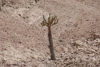 Browningia candelaris, photographed by Philipp