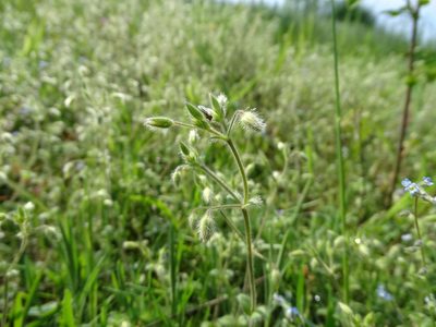 Cerastium brachypetalum, photographed by Grzegorz Grzejszczak