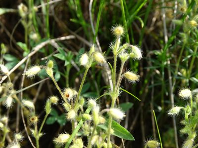 Cerastium brachypetalum, photographed by Grzegorz Grzejszczak