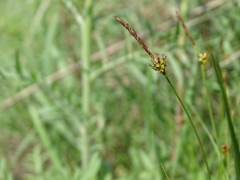 Carex supina, photographed by Grzegorz Grzejszczak