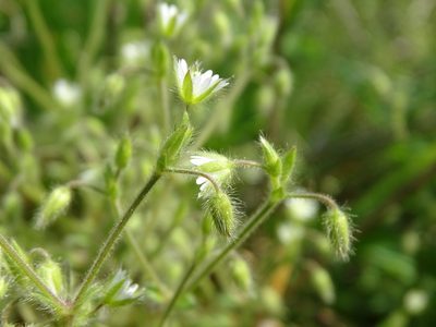 Cerastium brachypetalum, photographed by Grzegorz Grzejszczak