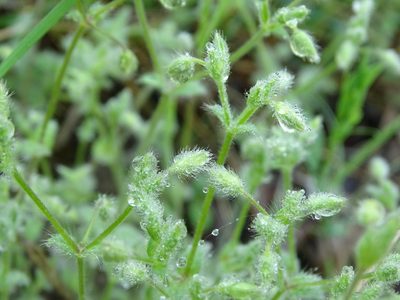Cerastium brachypetalum, photographed by Grzegorz Grzejszczak