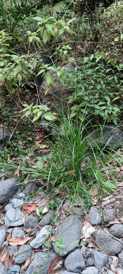 Carex canariensis, photographed by Santiago Martín-Bravo