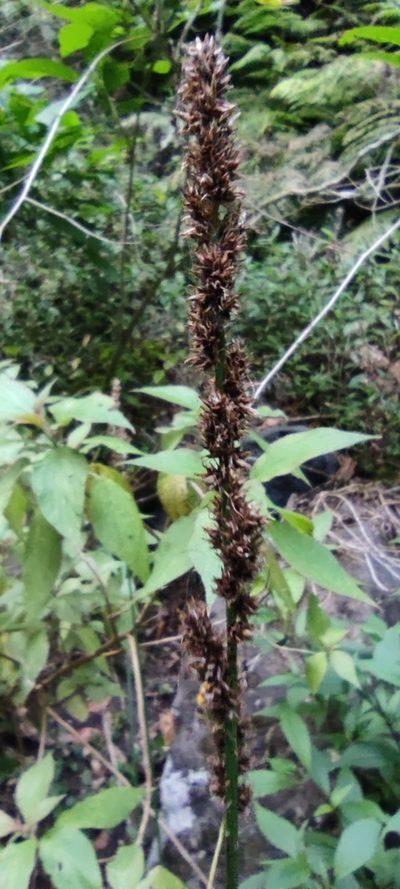 Carex canariensis, photographed by Santiago Martín-Bravo