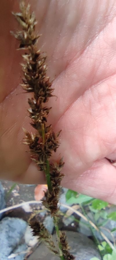 Carex canariensis, photographed by Santiago Martín-Bravo