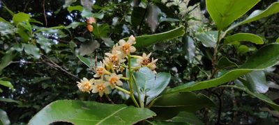 Ocotea foetens, photographed by Santiago Martín-Bravo