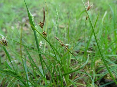 Carex supina, photographed by Grzegorz Grzejszczak