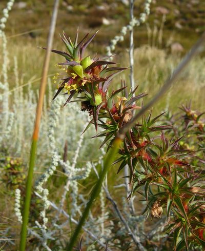 Cliffortia acanthophylla, photographed by Tony Rebelo