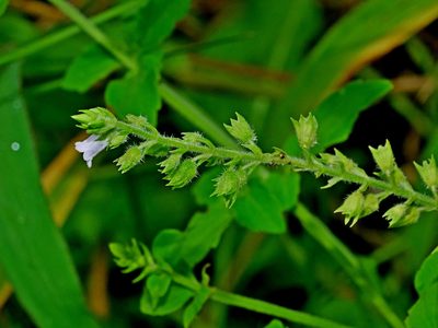 Mosla dianthera, photographed by Jacy Chen