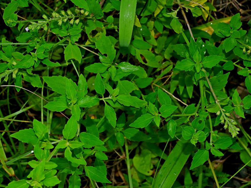 Mosla dianthera, photographed by Jacy Chen