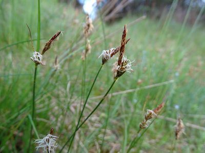 Carex supina, photographed by Grzegorz Grzejszczak