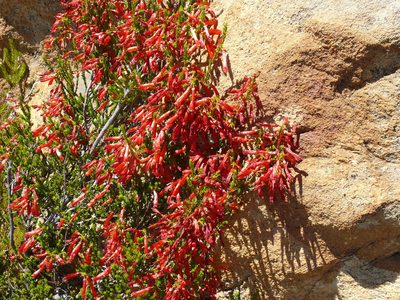Erica haematosiphon, photographed by Tony Rebelo