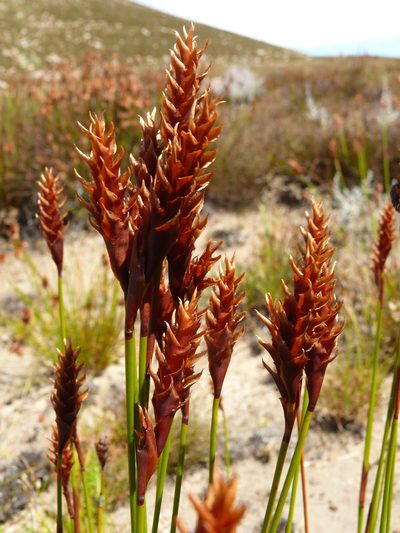 Staberoha aemula, photographed by Tony Rebelo