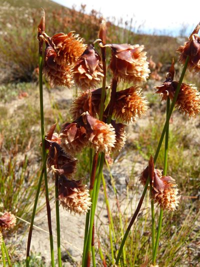 Staberoha aemula, photographed by Tony Rebelo