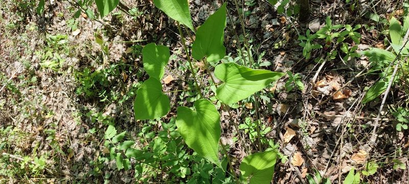Dioscorea caucasica, photographed by Yurii Basov